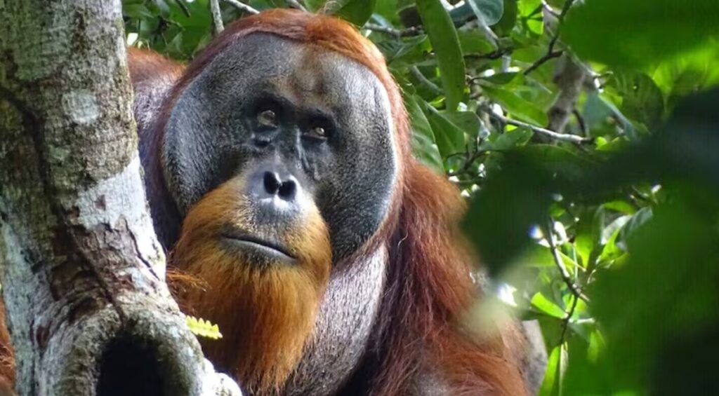 Orangatang